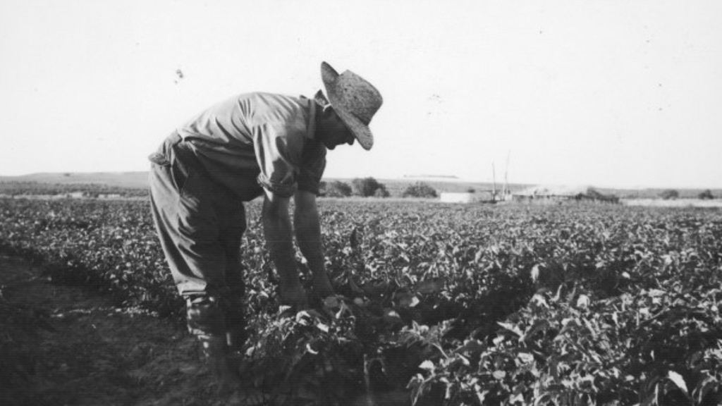 Agricultor en la vendimia de un viñedo / Archivo de la Imagen de Castilla-La Mancha