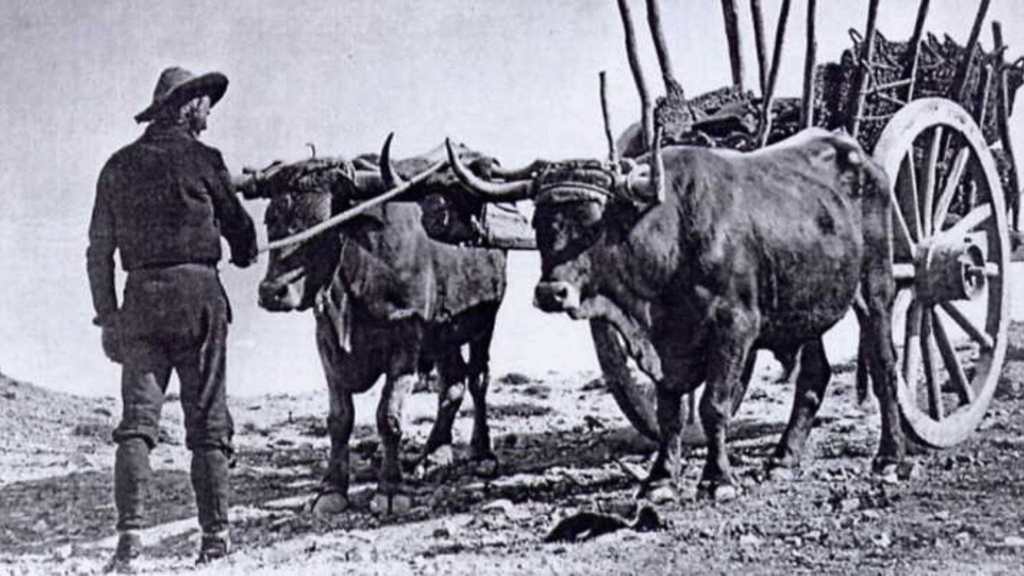 Carrero o Carretero / Ruralísimo
