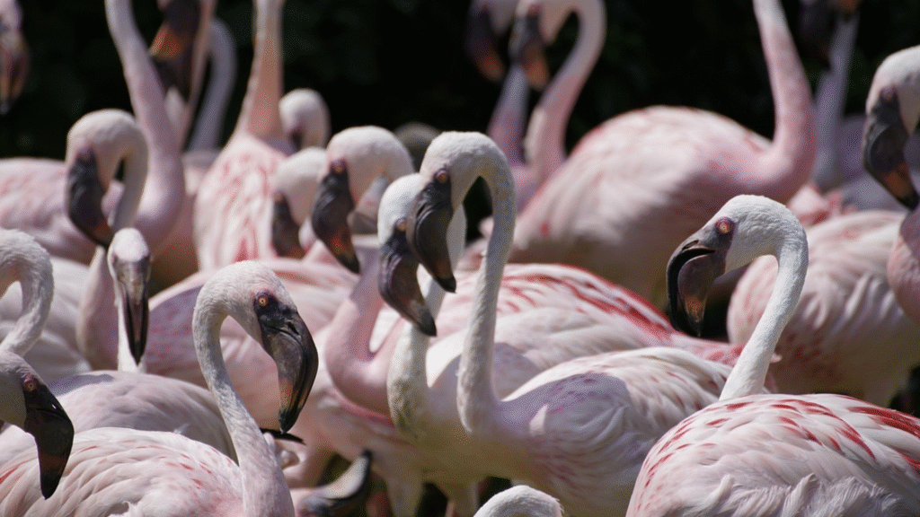 Grupo de flamencos / Ruralísimo