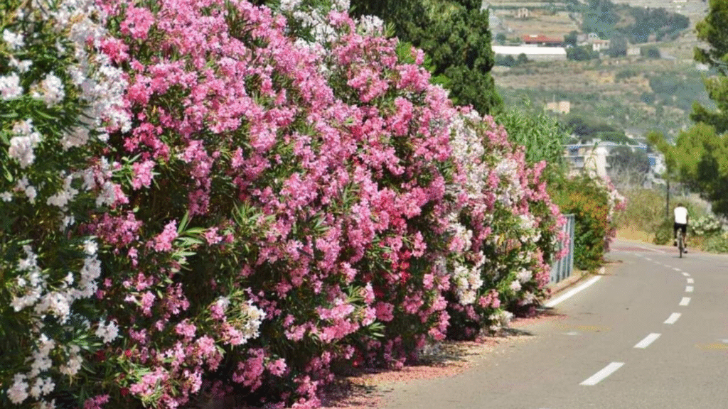 Adelfas junto a una carretera / Ruralísimo