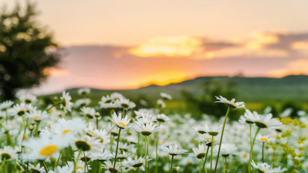 Campo de manzanilla / Ruralísimo