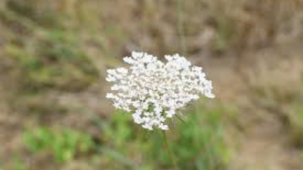 Planta de Cicuta / Ruralísimo
