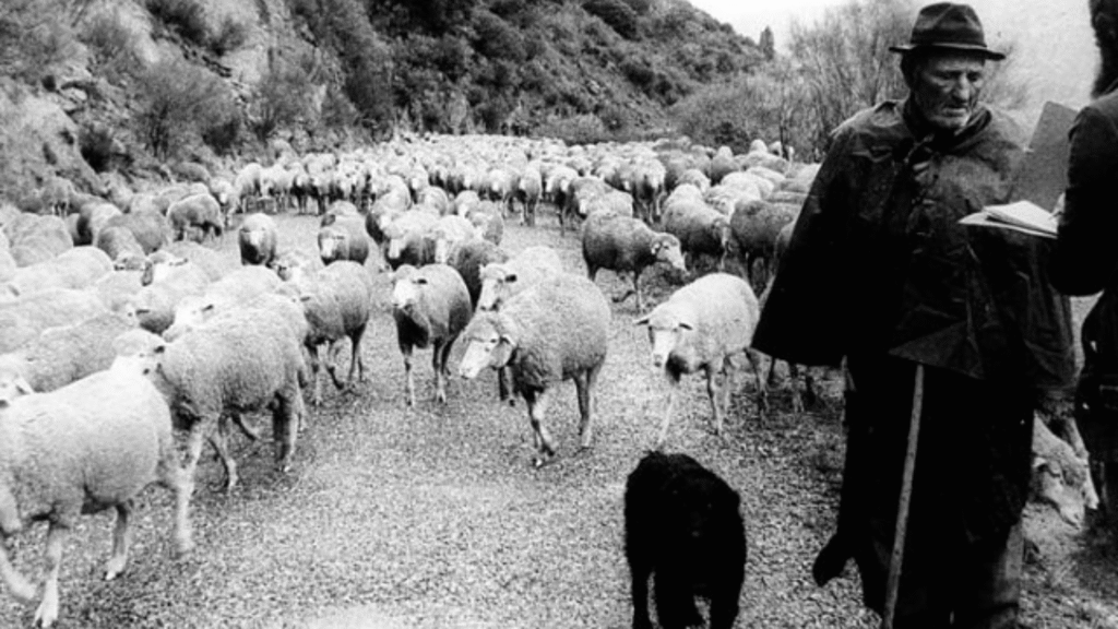 Transhumancia en España / Ruralísimo