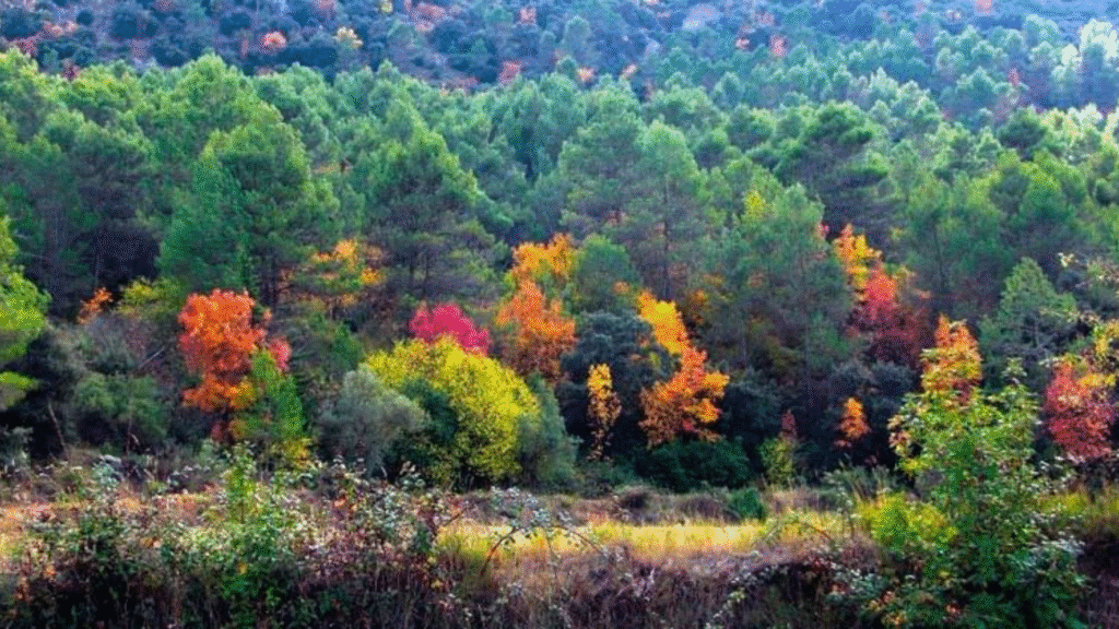 Font Roja. Alcoy / Ruralísimo