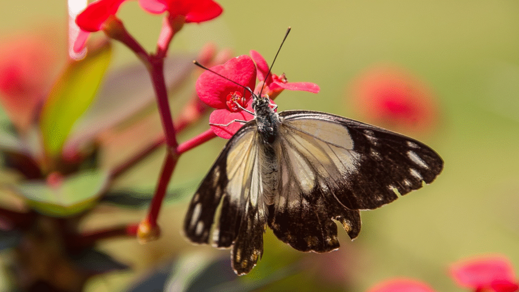 Mariposa Alcaparrera / Ruralísimo