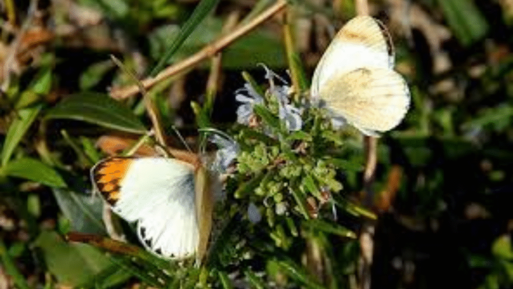 Colotis evagore / Ruralisimo