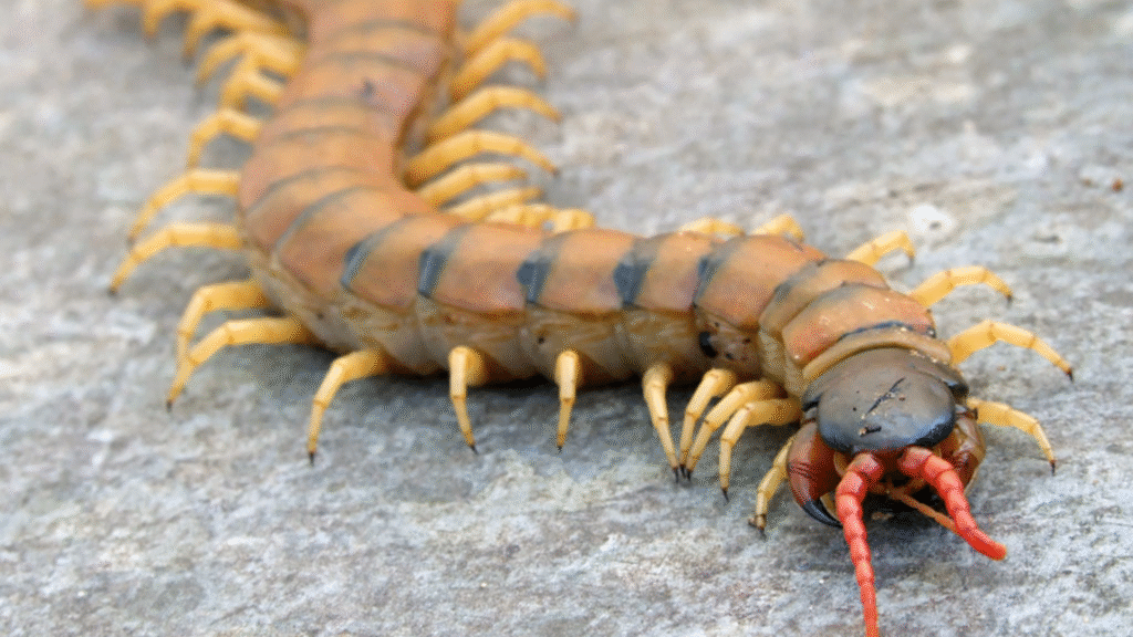 Escolopendra / Ruralísimo