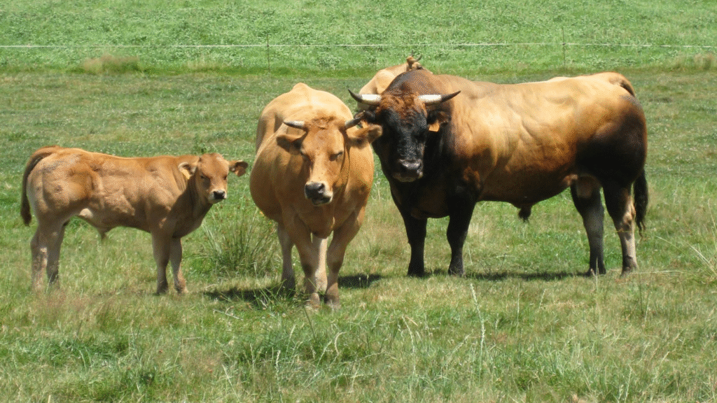 Vacas en Asturias / Ruralísimo